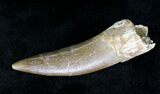 Fossil Plesiosaur Tooth - Cretaceous Reptile #20156-3